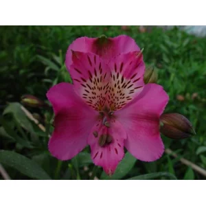 Miss Saigon Miss Saigon